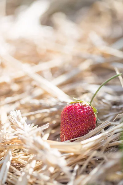 Červené zralé organické jahodová pole zemědělství — Stock fotografie