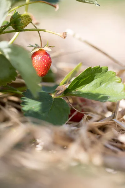 Červené zralé organické jahodová pole zemědělství — Stock fotografie