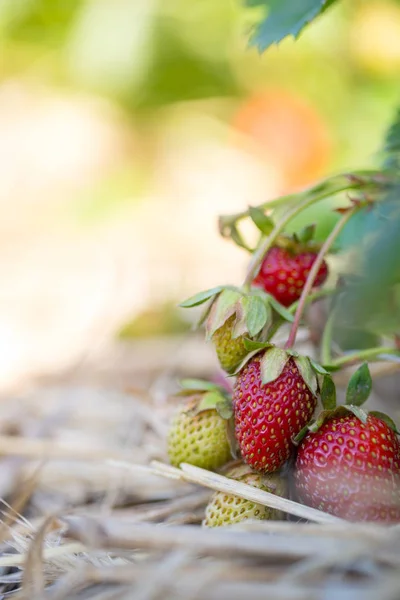 Červené zralé jahody organické zemědělství pole — Stock fotografie