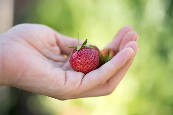 Léto: Čerstvé červené jahody v rukou dívky — Stock fotografie