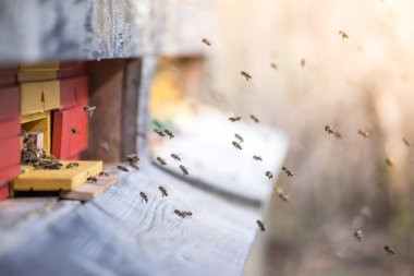 Arı kovanı: açılış kurullarına uçan
