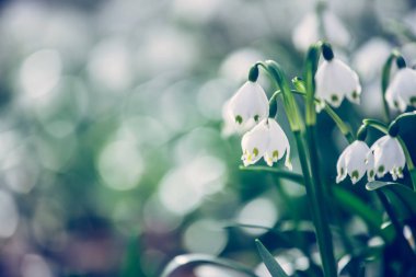 Akşam, bulanık arka planda kardelen çiçek