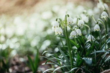 Akşam, bulanık arka planda kardelen çiçek