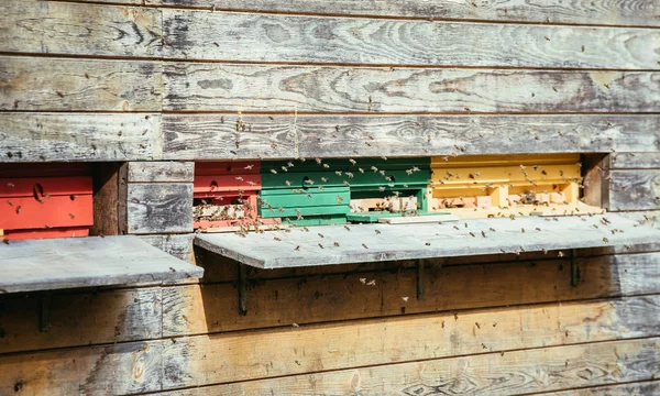 Bienenstock: Auf die Landungsbretter fliegen — Stockfoto
