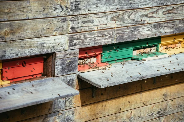 Bienenstock: Auf die Landungsbretter fliegen — Stockfoto