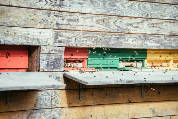 蜜蜂蜂箱: 飞到登陆板 — 图库照片