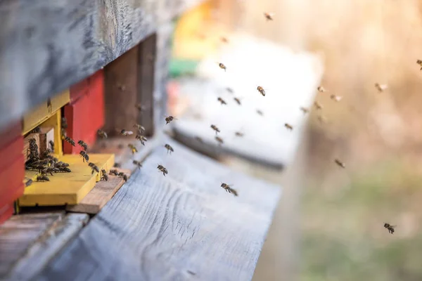 Colmena de abejas: Volando a las tablas de aterrizaje —  Fotos de Stock