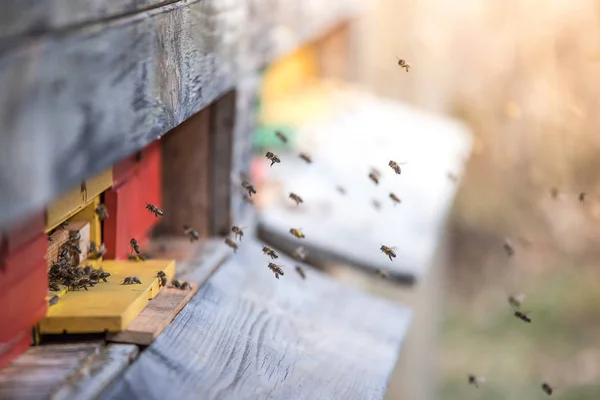 Colmena de abejas: Volando a las tablas de aterrizaje —  Fotos de Stock