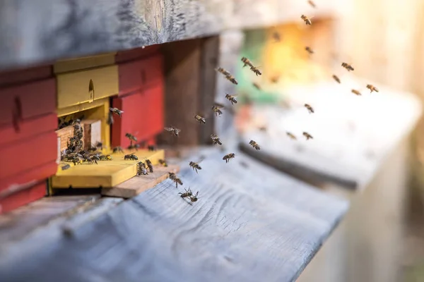 Colmena de abejas: Volando a las tablas de aterrizaje —  Fotos de Stock