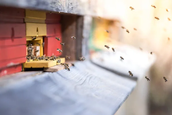 Colmena de abejas: Volando a las tablas de aterrizaje —  Fotos de Stock