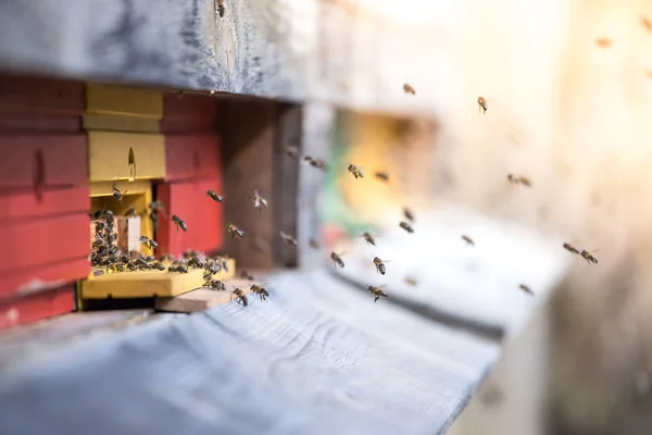 Colmena de abejas: Volando a las tablas de aterrizaje —  Fotos de Stock