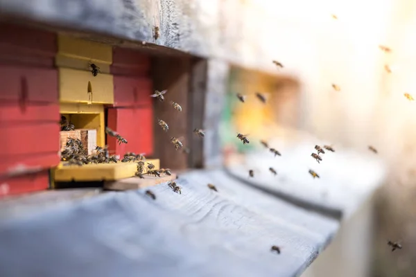 Colmena de abejas: Volando a las tablas de aterrizaje —  Fotos de Stock