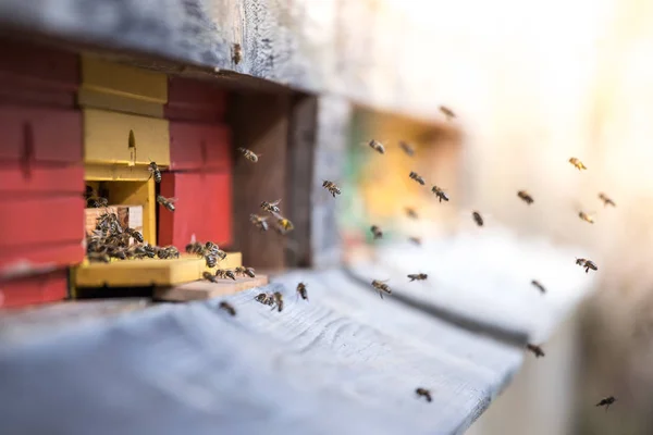 Bijenkorf: vliegen naar de landing planken — Stockfoto