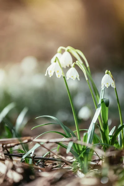 Snowdrop blommor i kvällen, suddiga bakgrunden — Stockfoto