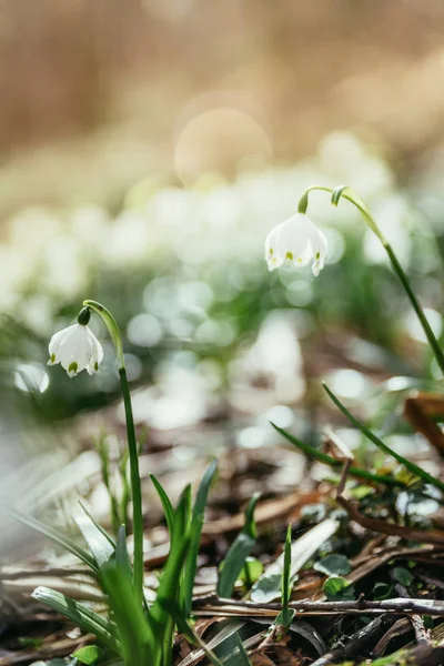Snowdrop bloemen in de avond, onscherpe achtergrond — Stockfoto