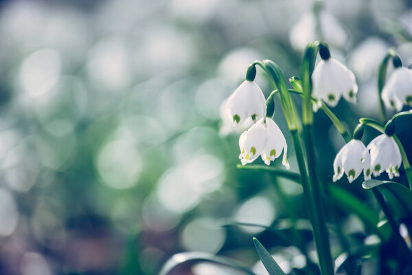 Снежные цветы вечером, размытый фон
