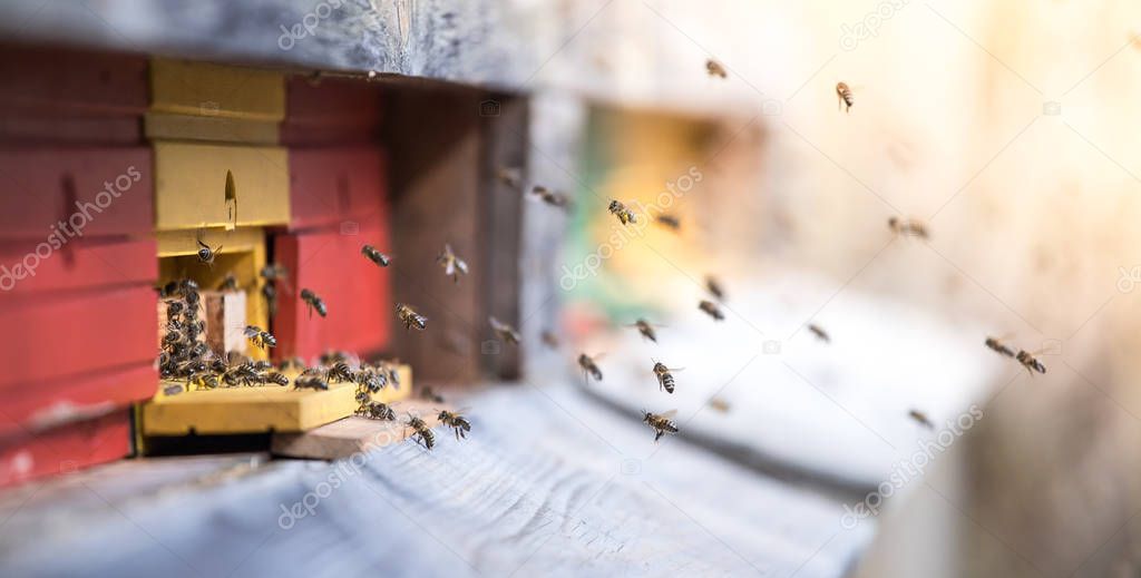 Bees hive: Flying to the landing boards