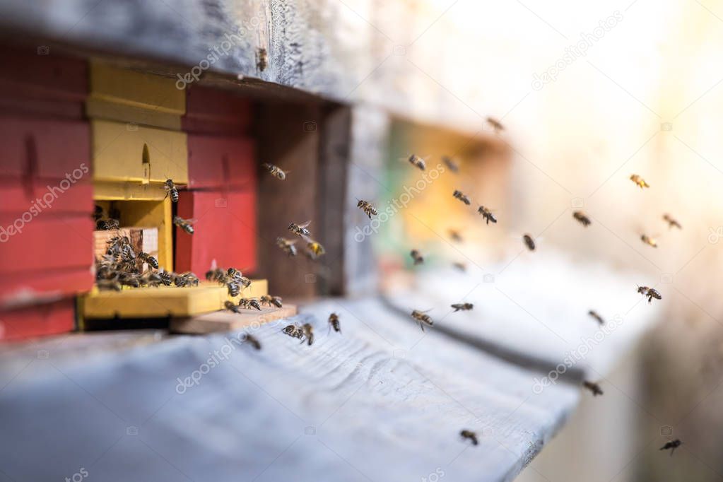 Bees hive: Flying to the landing boards