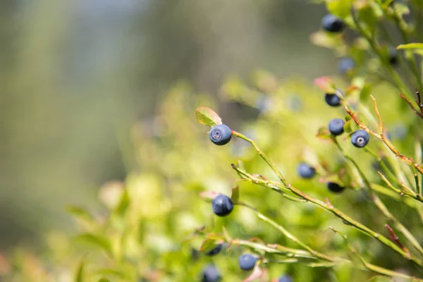 Ripe blueberries are ready for picking, forest — Stock Photo, Image
