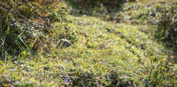 Groundhog está olhando para fora da terra, nos alpes austríacos — Fotografia de Stock