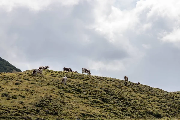 Mucche brune nel prato alpino, catena montuosa nel backgroun — Foto Stock