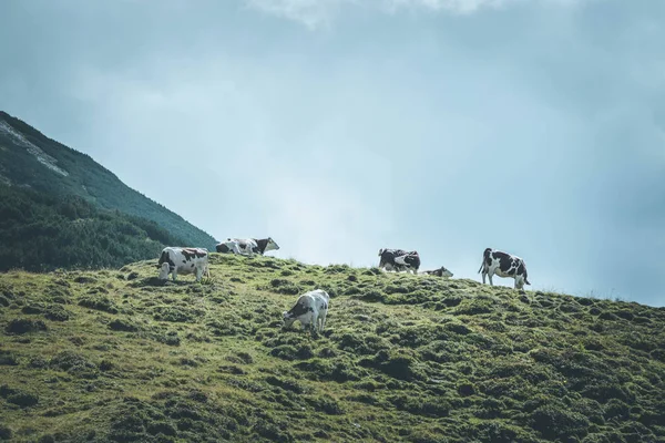 Brown cows in the alpine meadow, mountain chain in the backgroun — Stock Photo, Image
