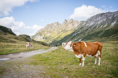 Alp çayırda adam dağ zinciri Brown inekler