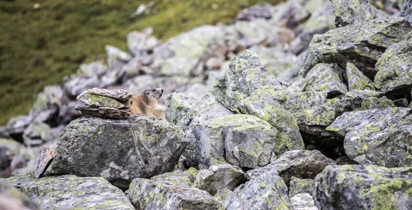La marmota está mirando fuera de la tierra, en los Alpes austríacos — Foto de Stock