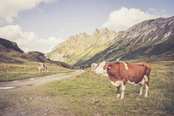 Vacas marrons no prado alpino, cadeia montanhosa no backgroun — Fotografia de Stock