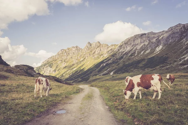 Brown cows in the alpine meadow, mountain chain in the backgroun — Stock Photo, Image