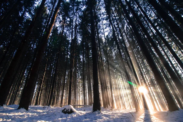 Pôr do sol na floresta de inverno: raios de sol e sombras, neve coberta — Fotografia de Stock