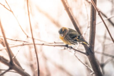 Renkli kuş (iskete) şube, kış ve buz cryst üzerinde oturan