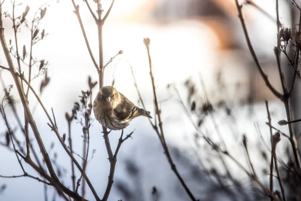 Barevný pták (Čížek), sedící na větvi, zimní — Stock fotografie