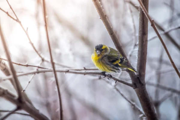 五颜六色的鸟 (siskin) 坐在树枝上, 冬天和冰低温 — 图库照片