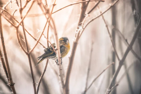 Цветная птица (рыжик), сидящая на ветке, зимней и ледяной кристе — стоковое фото