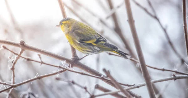 Pássaro colorido (siskin) sentado em um ramo, inverno e crista de gelo — Fotografia de Stock