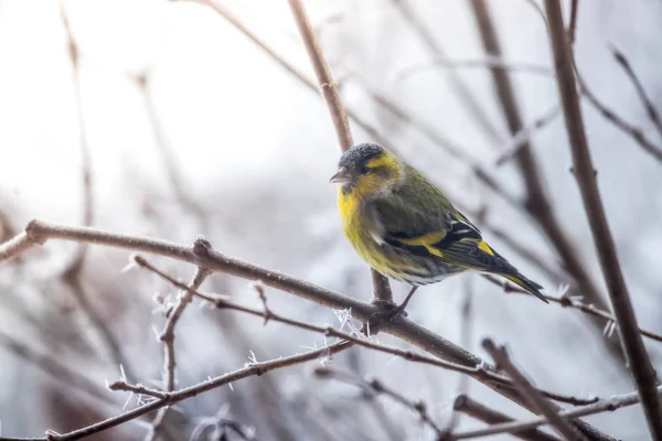 Pássaro colorido (siskin) sentado em um ramo, inverno e crista de gelo — Fotografia de Stock
