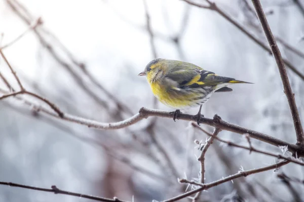 五颜六色的鸟 (siskin) 坐在树枝上, 冬天和冰低温 — 图库照片