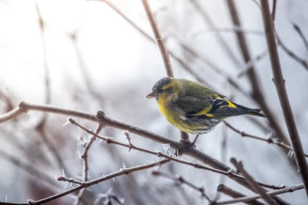 Colorido pájaro (siskin) sentado en una rama, el invierno y el hielo cristo —  Fotos de Stock