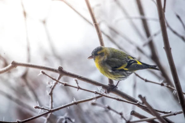 五颜六色的鸟 (siskin) 坐在树枝上, 冬天和冰低温 — 图库照片