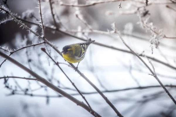 Colorido pájaro (siskin) sentado en una rama, el invierno y el hielo cristo —  Fotos de Stock