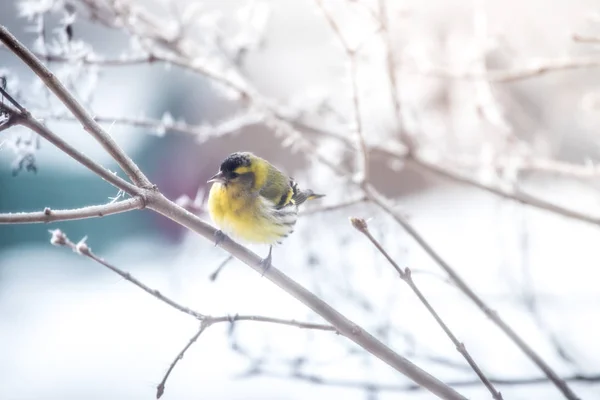 Kleurrijke vogel (Sijs) zittend op een tak, winter en ijs cryst — Stockfoto