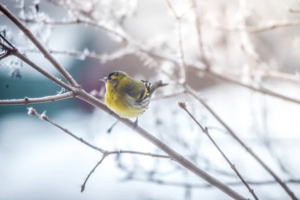 Uccello colorato (siskin) seduto su un ramo, inverno e ghiaccio cryst — Foto Stock
