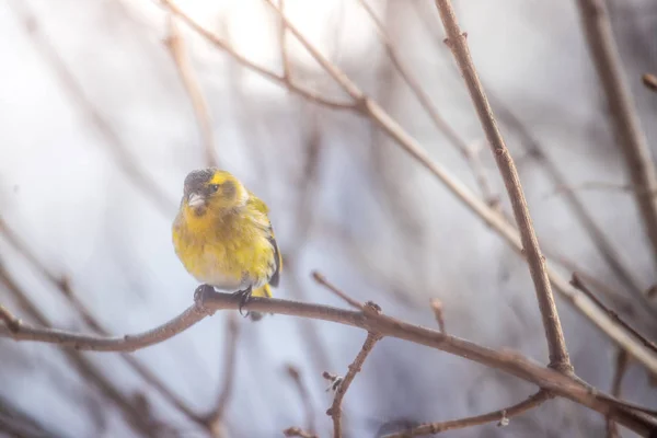 Színes madár (csíz) ül egy ágon, téli — Stock Fotó