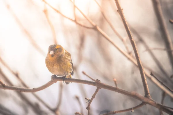 五颜六色的鸟 (siskin) 坐在树枝上, 冬天 — 图库照片