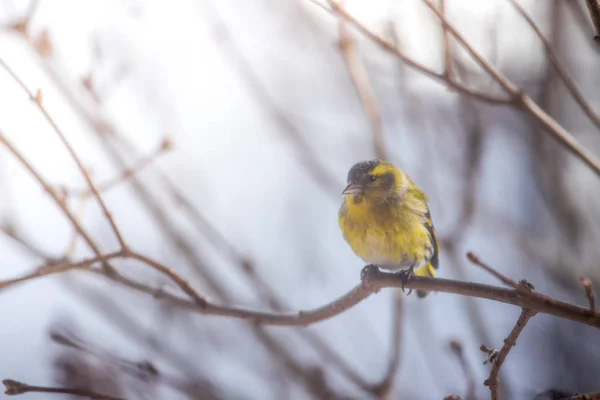 Kleurrijke vogel (Sijs) zittend op een tak, winter — Stockfoto