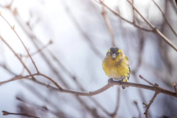 五颜六色的鸟 (siskin) 坐在树枝上, 冬天 — 图库照片