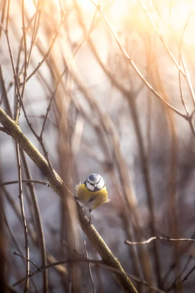 Pták (Sýkora modřinka) sedí na větvi stromu v zimě — Stock fotografie