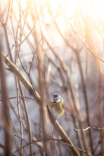 Vogel (Pimpelmees) zit op een boomtak in de winter — Stockfoto