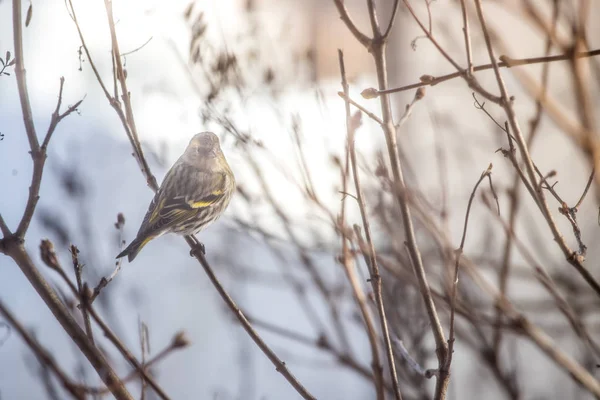 Kleurrijke vogel (Sijs) zittend op een tak, winter — Stockfoto